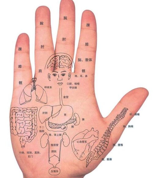 手掌部位代表的内脏图图片