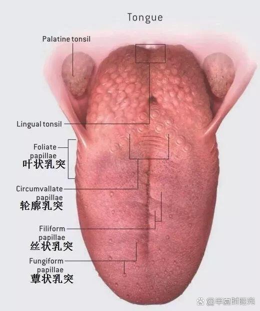 02舌头疼就是舌癌吗?