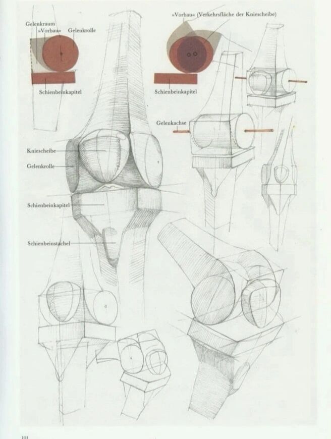 艺用人体解剖—膝盖