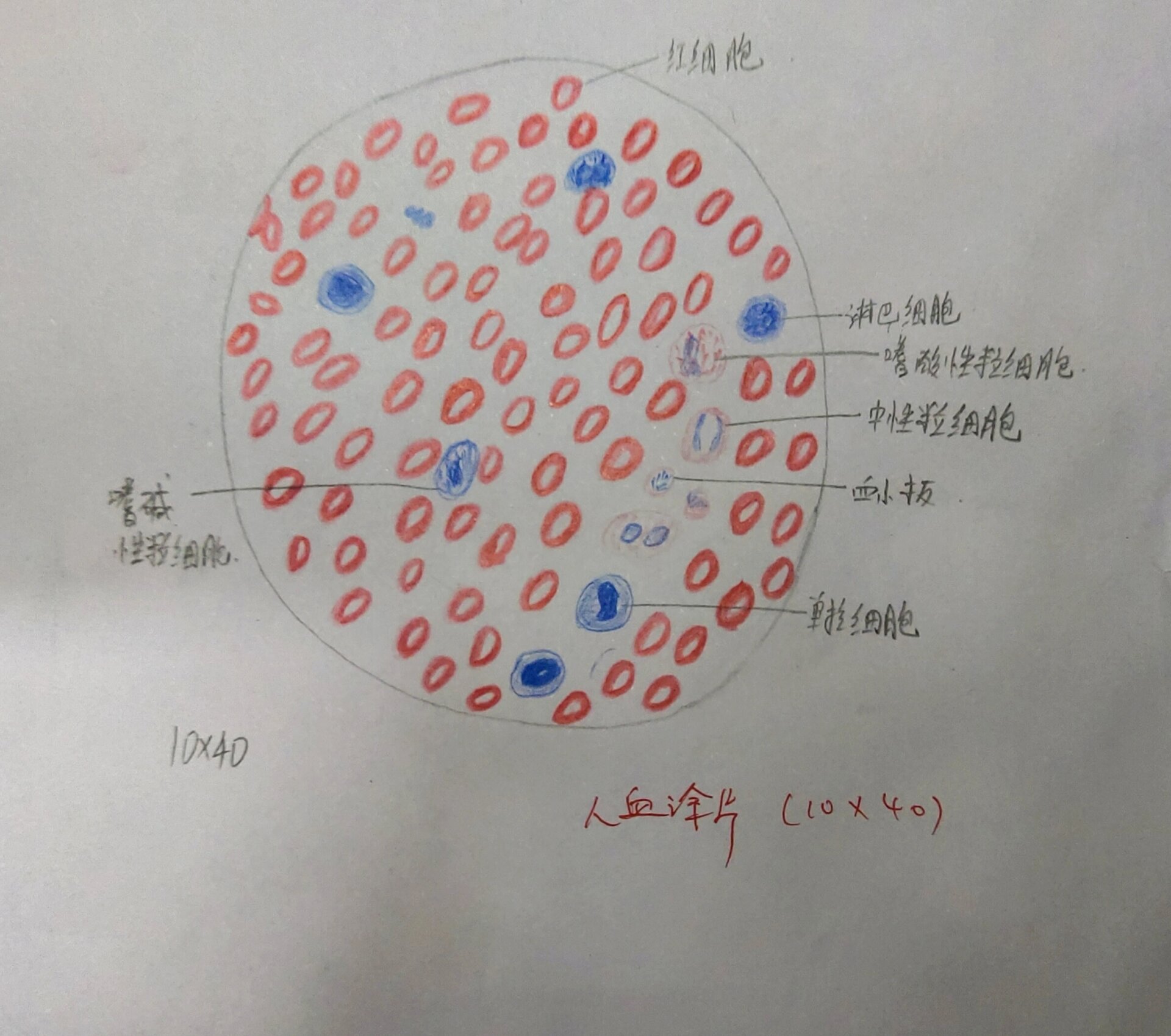 人血涂片