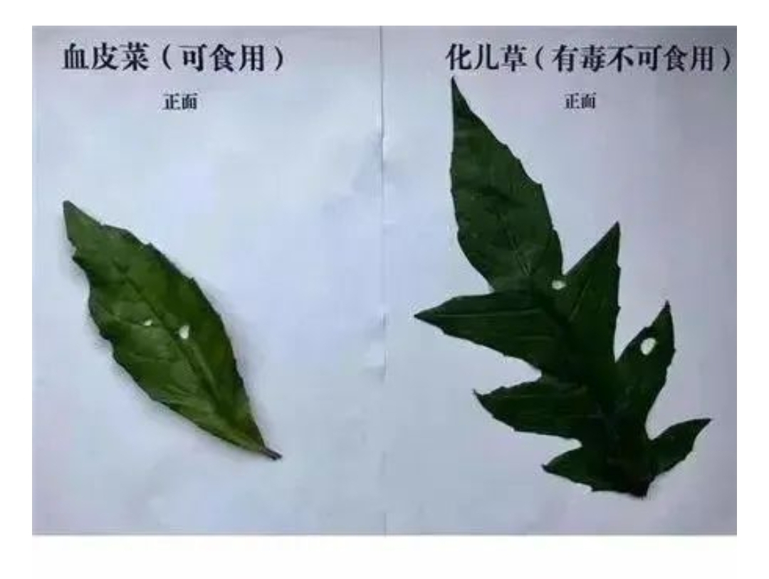 误食化儿草中毒症状主要有头晕,恶心,呕吐,腹泻,腹痛,四肢无力等