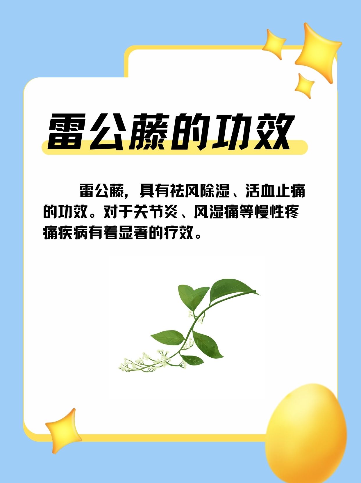 雷公藤草药图片功效图片