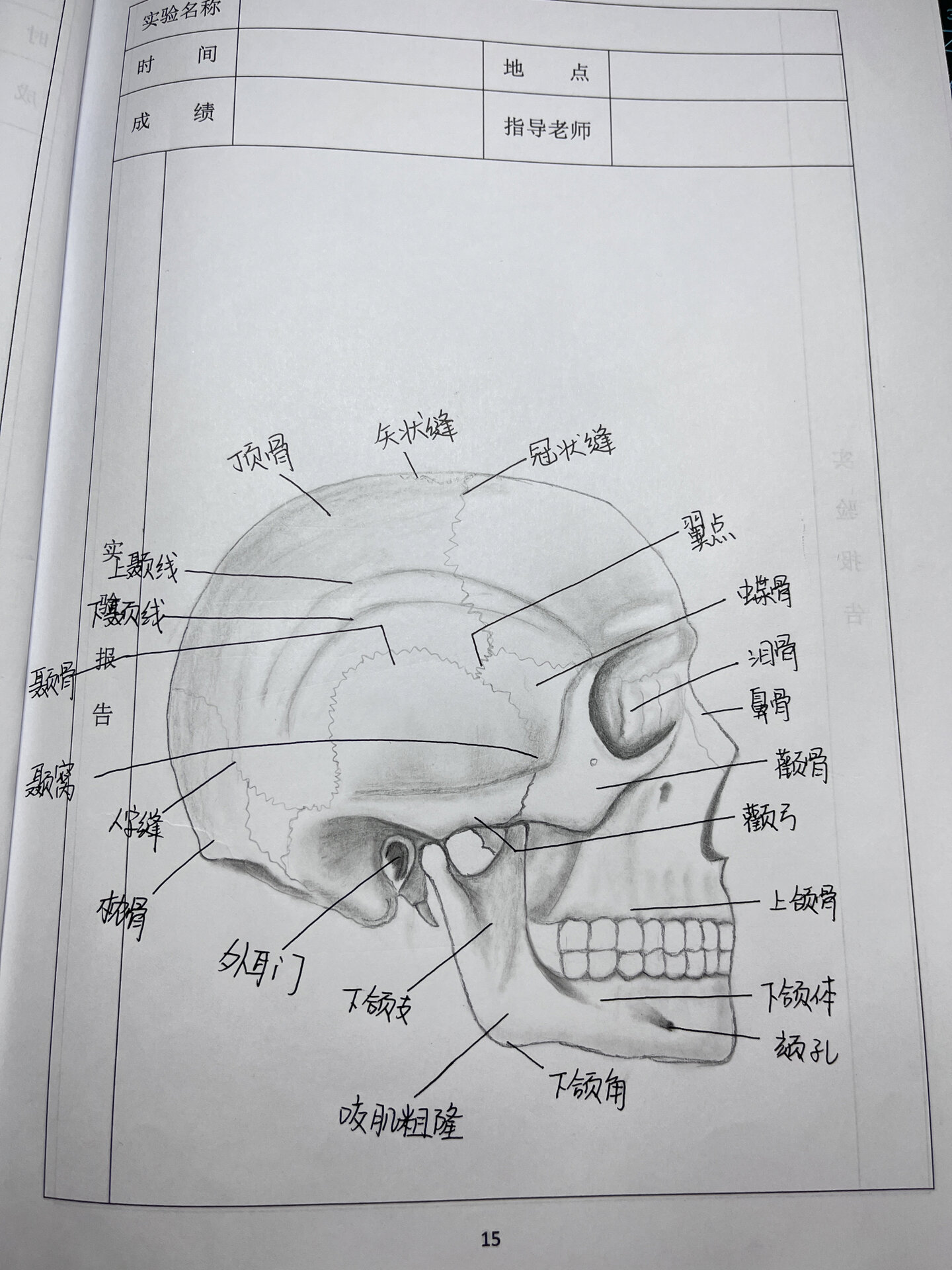 脑颅骨手绘图图片