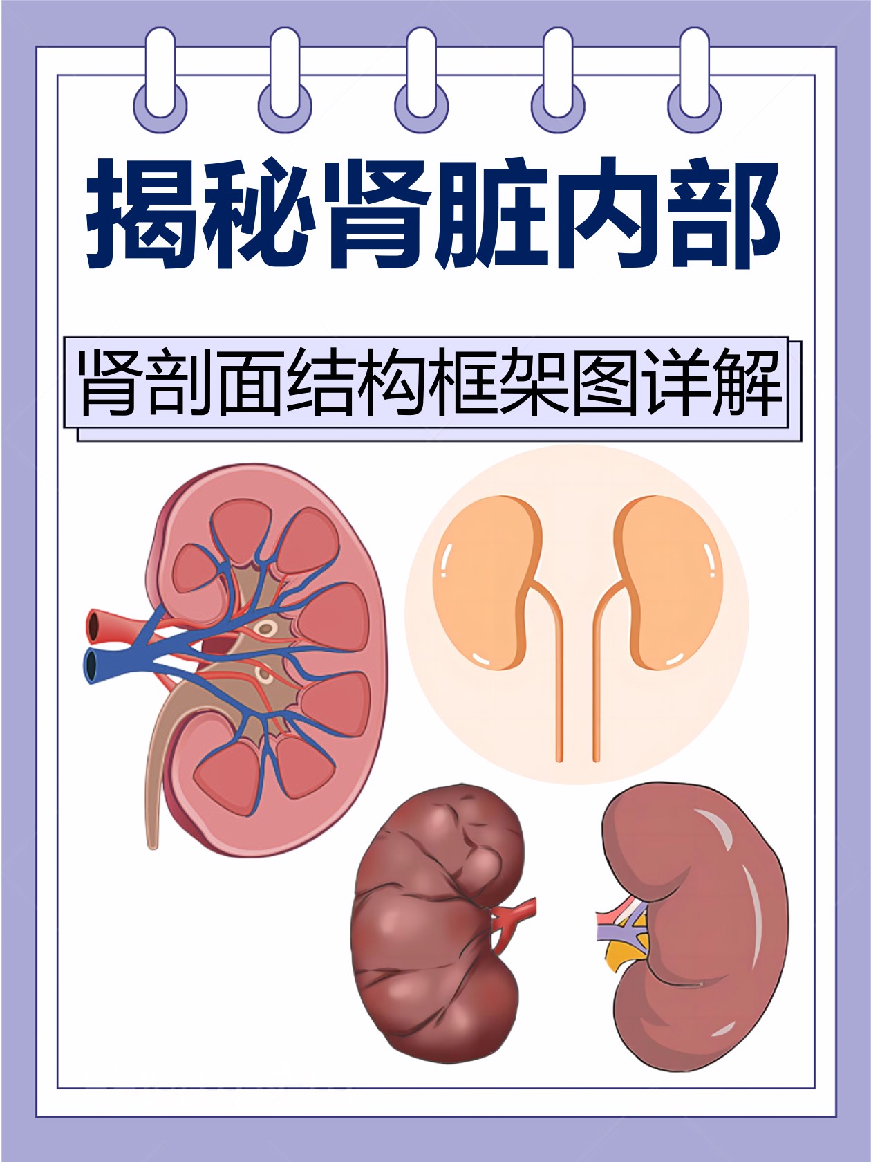 一,肾脏的解剖结构</p