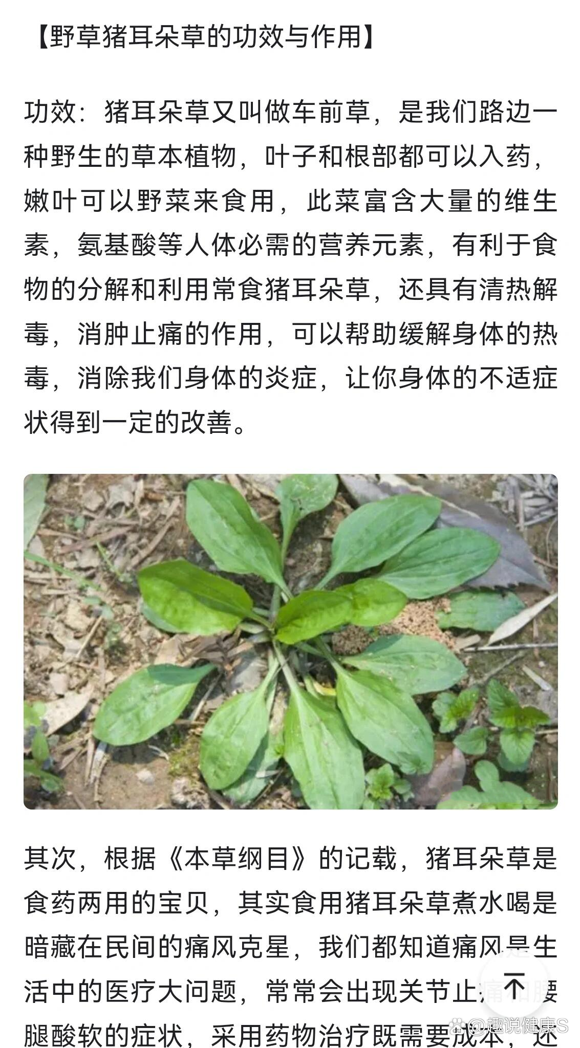 治咳嗽 车前草 艾草91