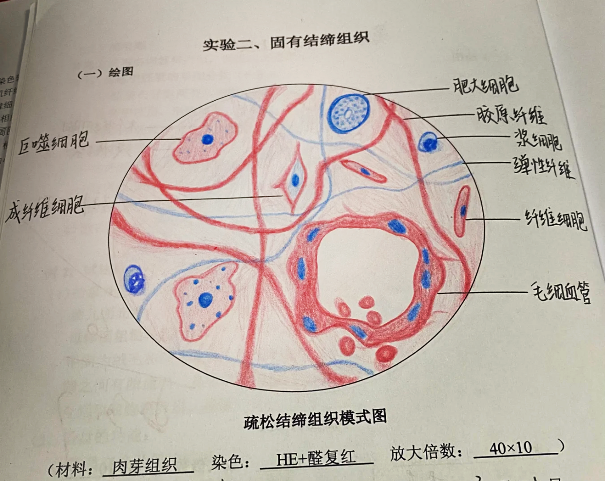 📊疏松结缔组织切片解析🔍
