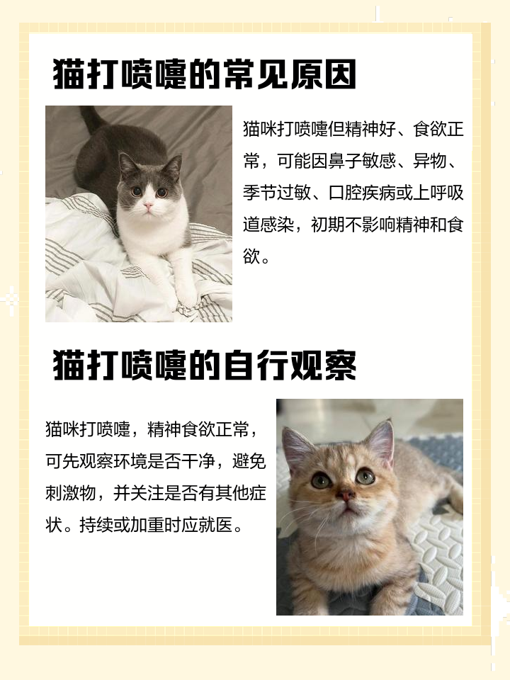 猫一直打喷嚏但是精神好食欲正常