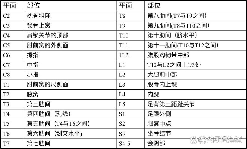 脊髓平面体表定位图片