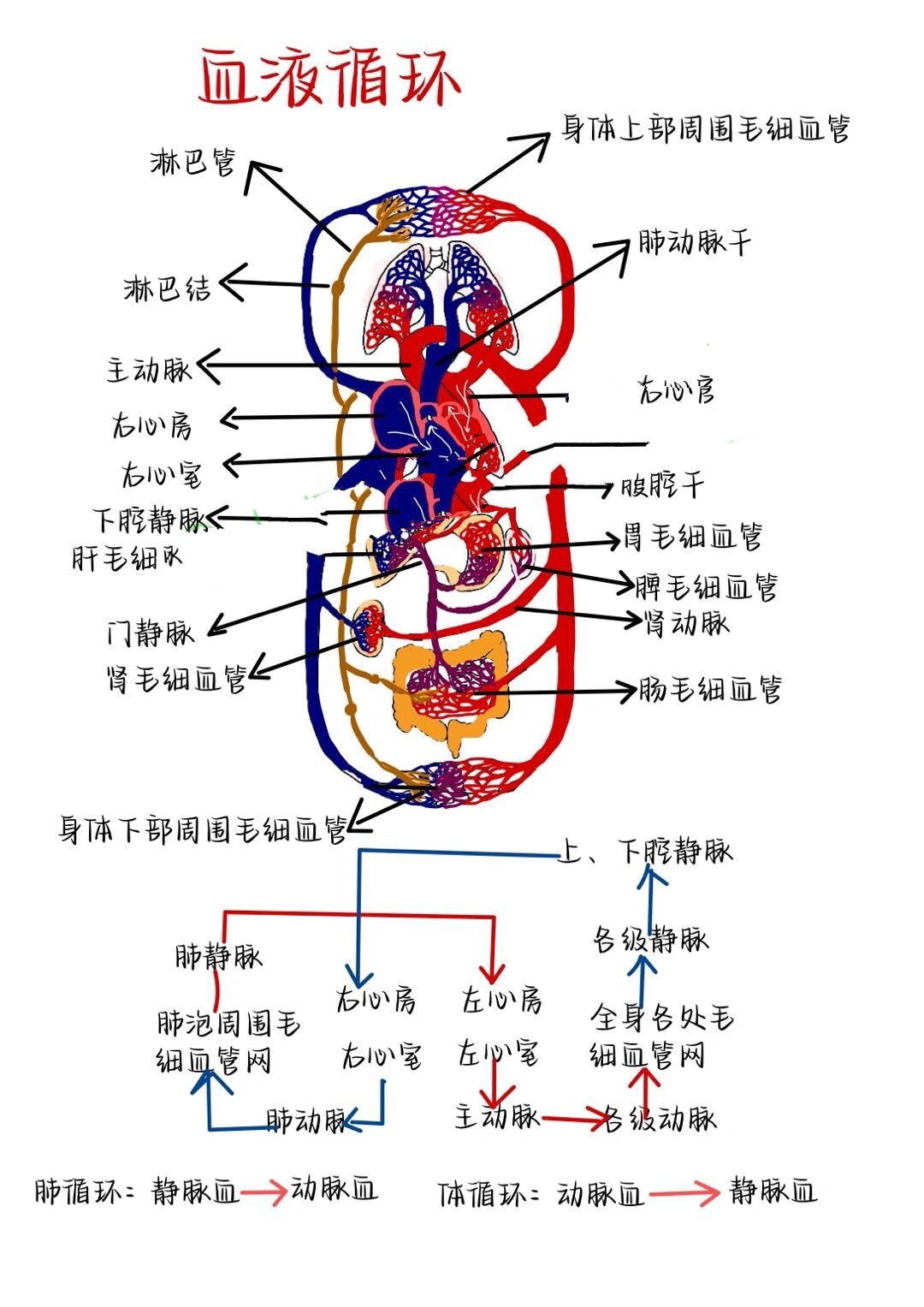 血液由什么组成图片