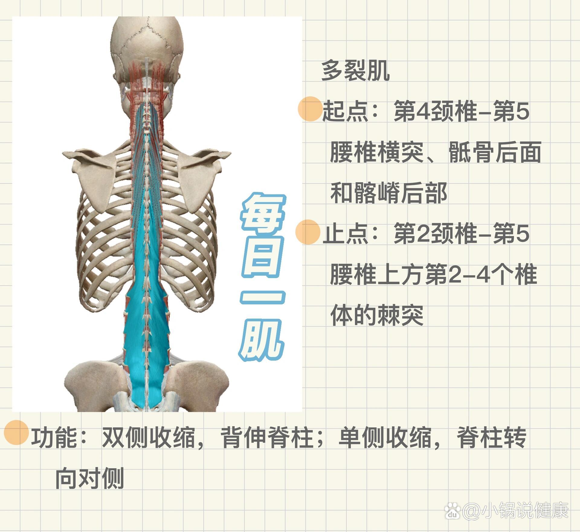 与回旋肌,半棘肌一起组成一个连结不同椎体的横突和棘突的网.
