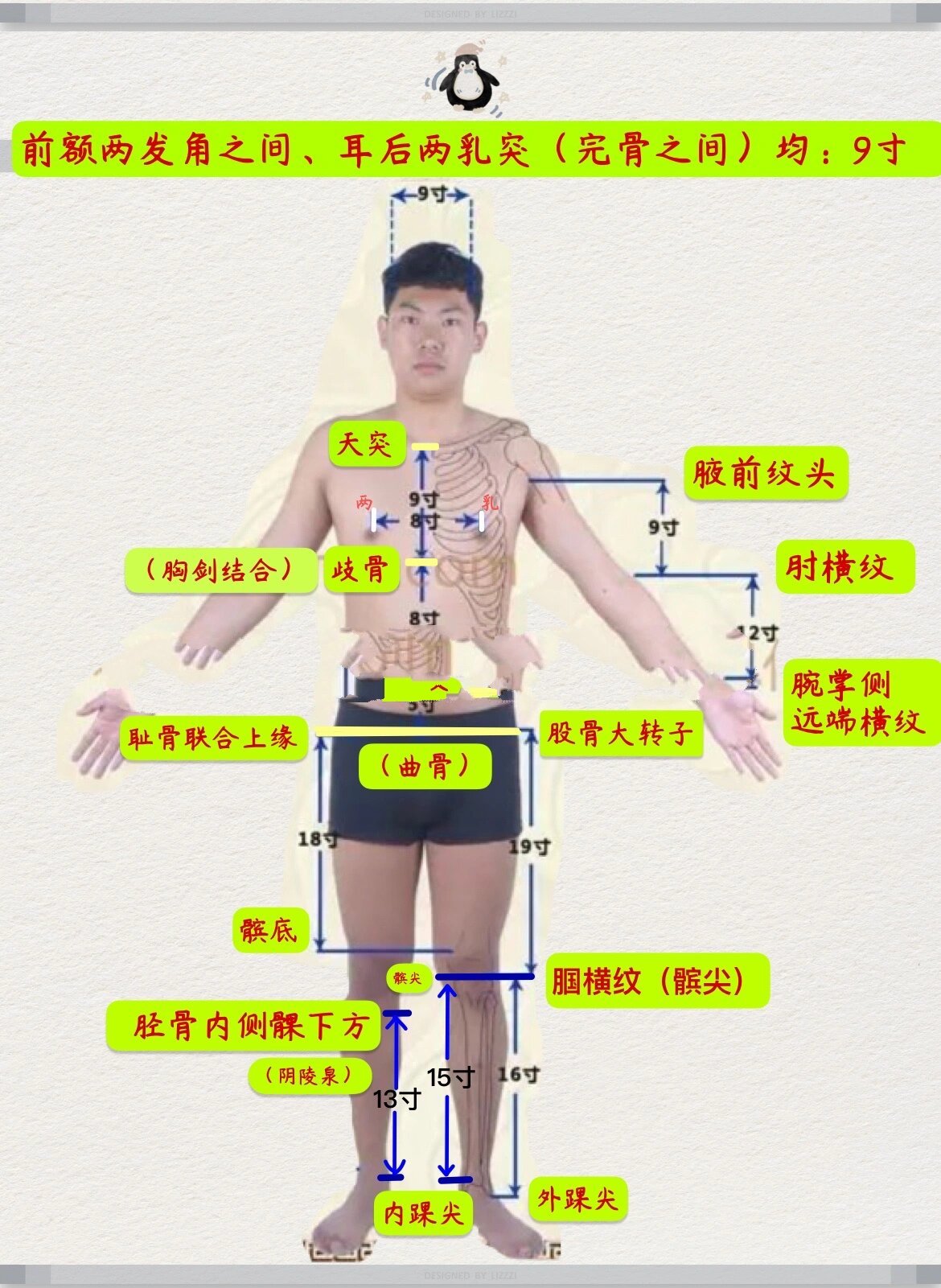 【针灸】骨度分寸法