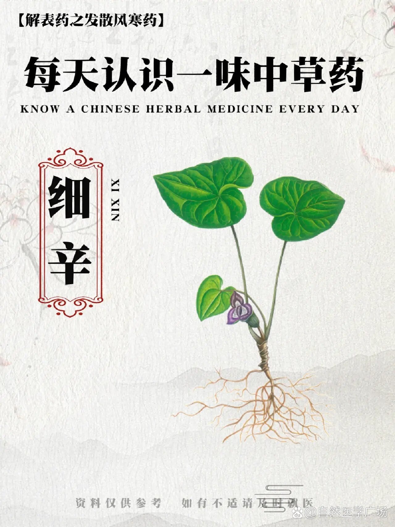 每天认识一味草药91细辛