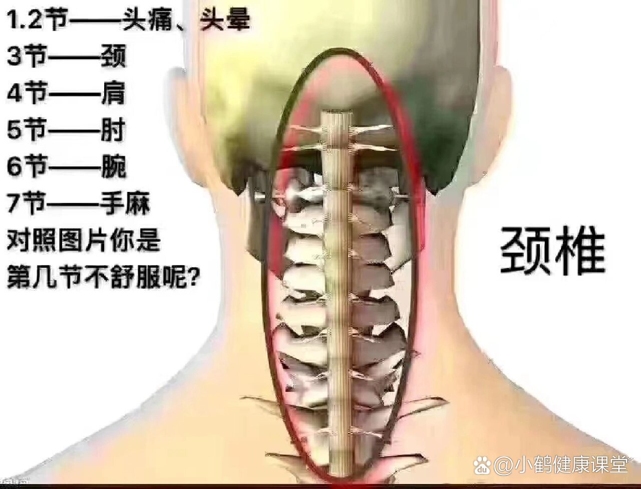  p>颈椎 br>颈椎60分为七节95  br>166 60第6969一节出现