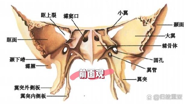 额骨眶突图片