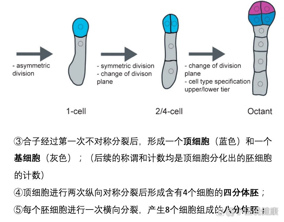 拟南芥种子结构图片