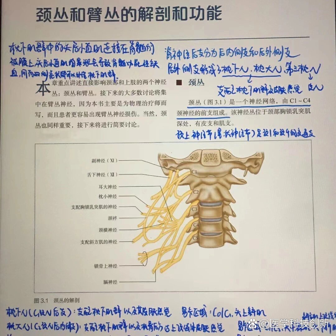 颈丛阻滞法定位图图片