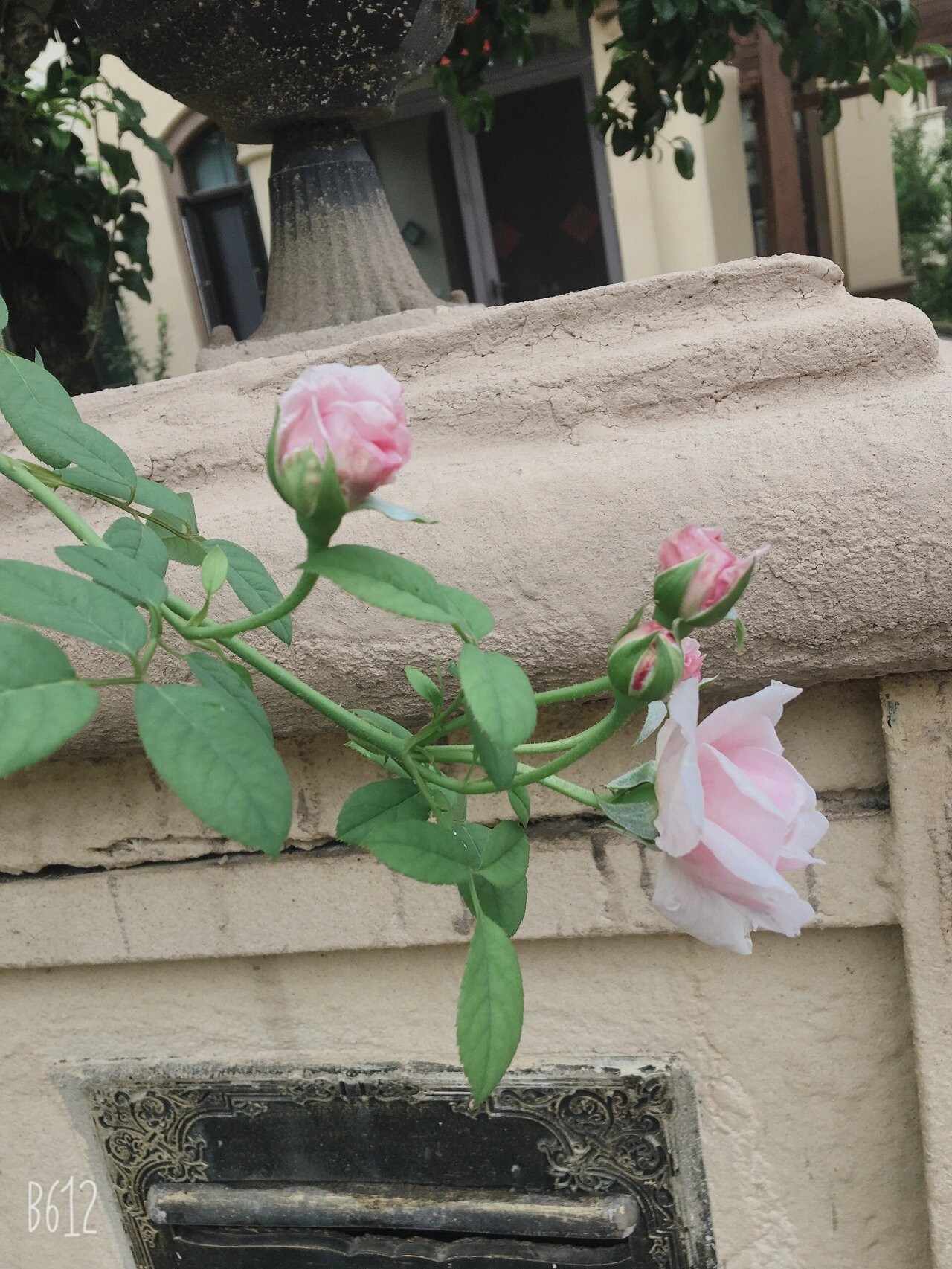  p>适合眼睛干涩的12种中成药(2) br>56615杞菊润目颗粒  br>方中