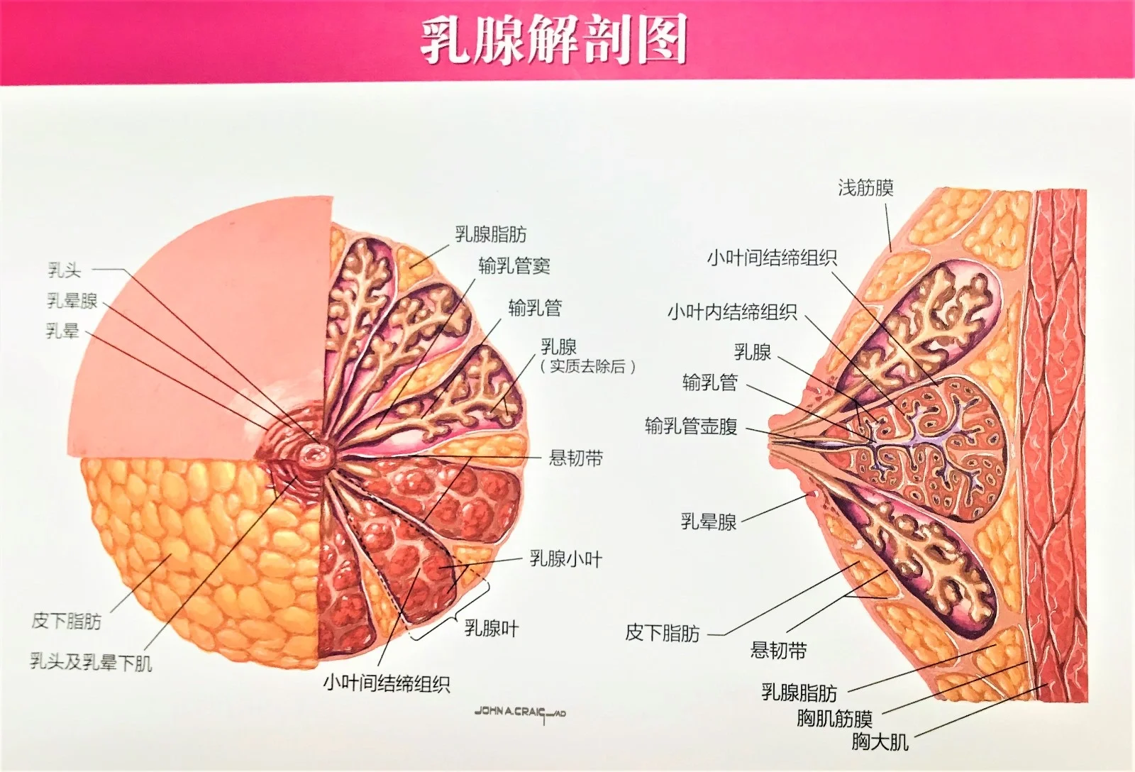 乳腺腺体组织图片