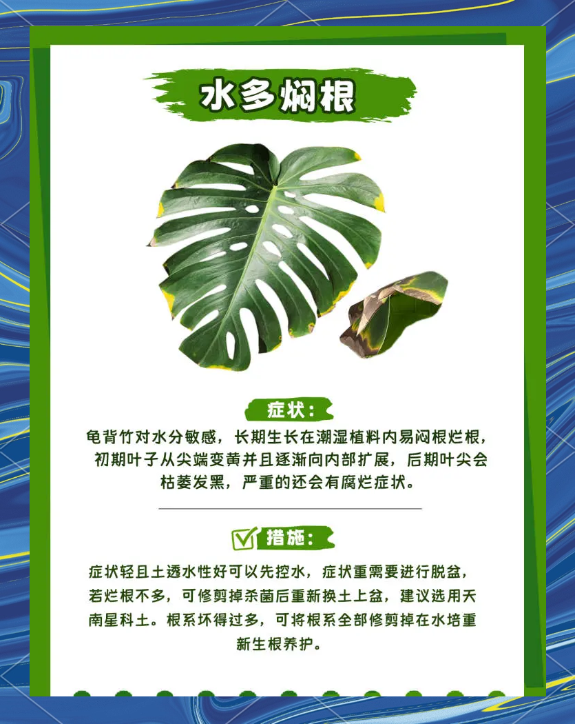龟背竹常见问题及解决方法，一图搞懂！