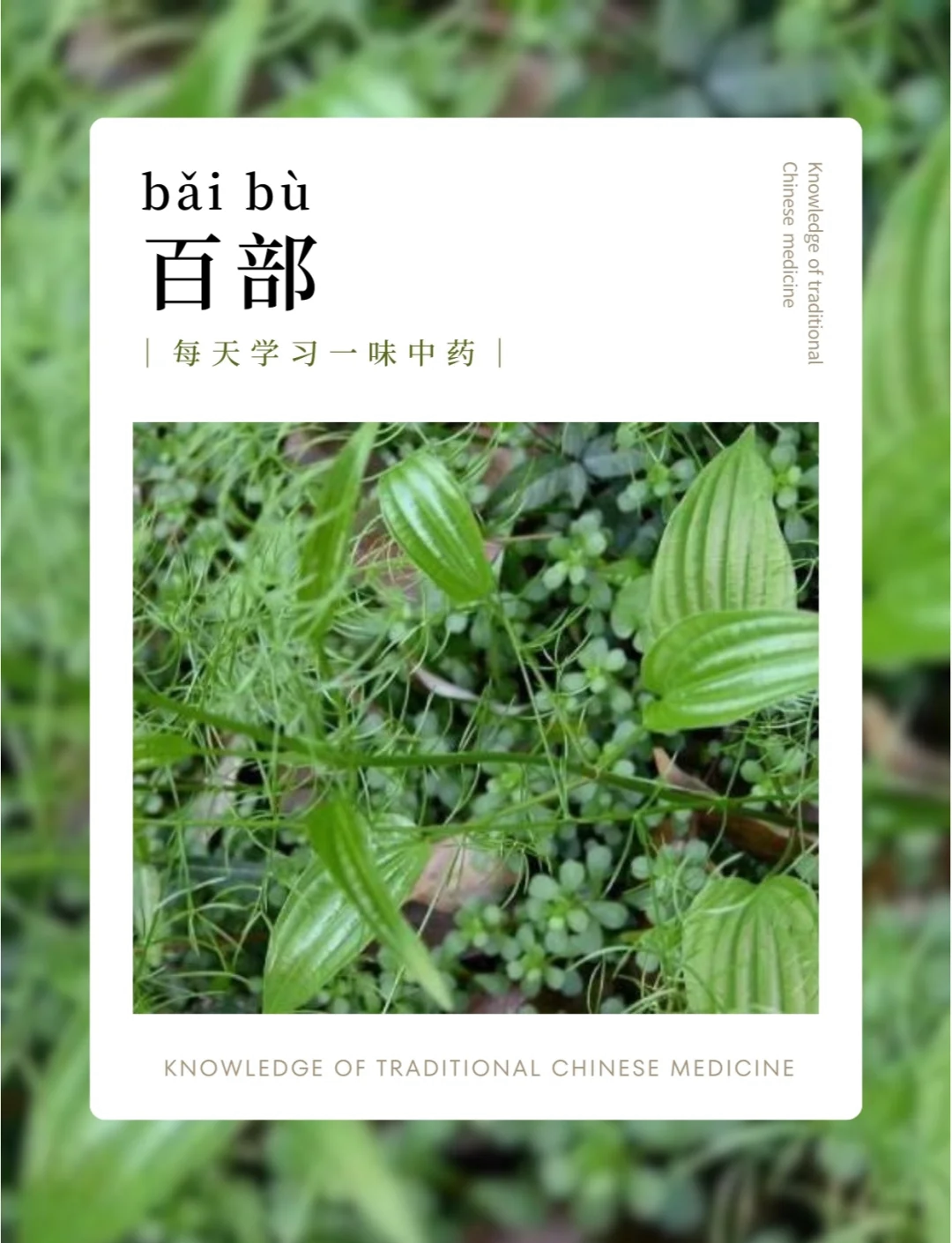 百部：咳嗽克星的神奇药材