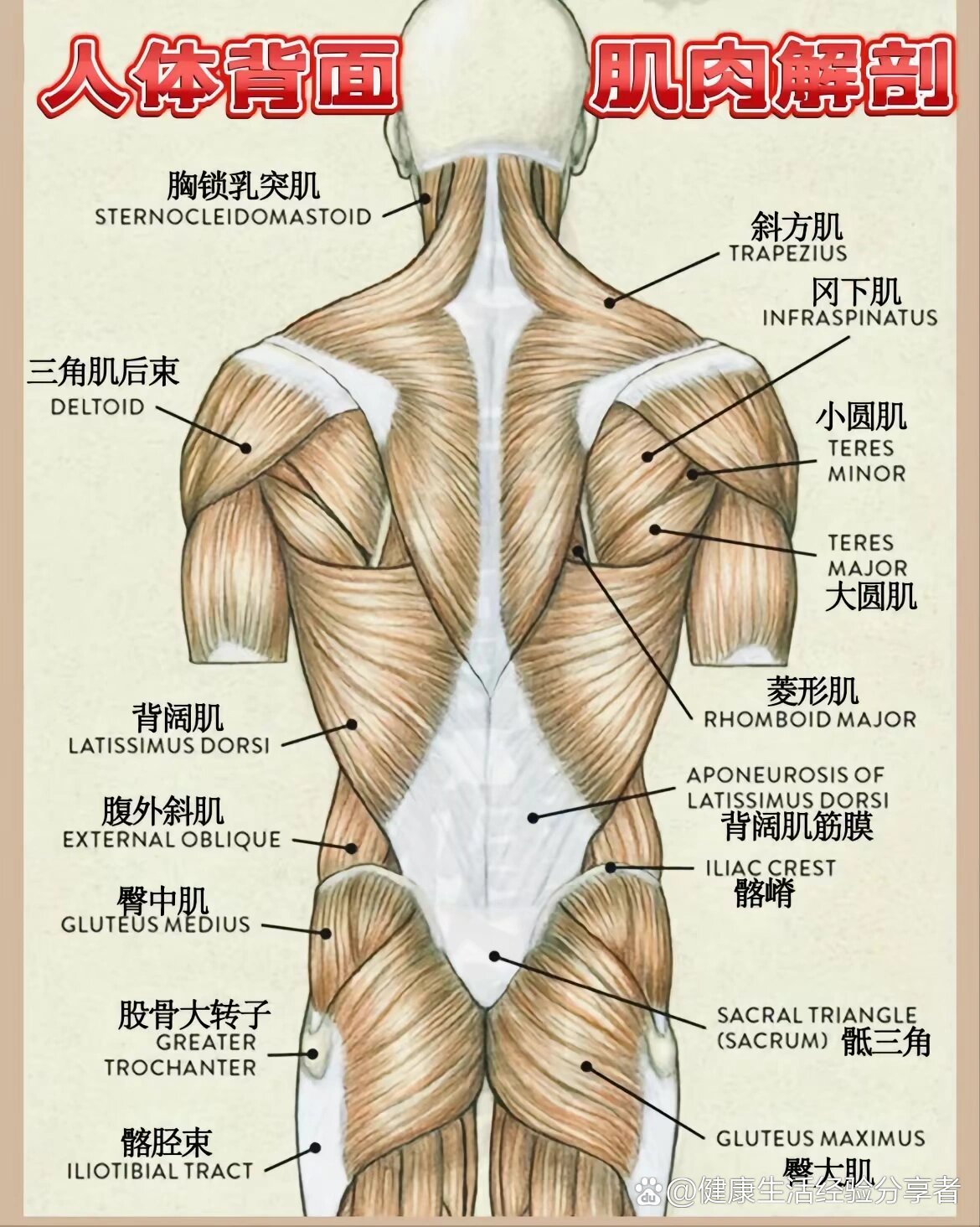 背部部位名称示意图图片