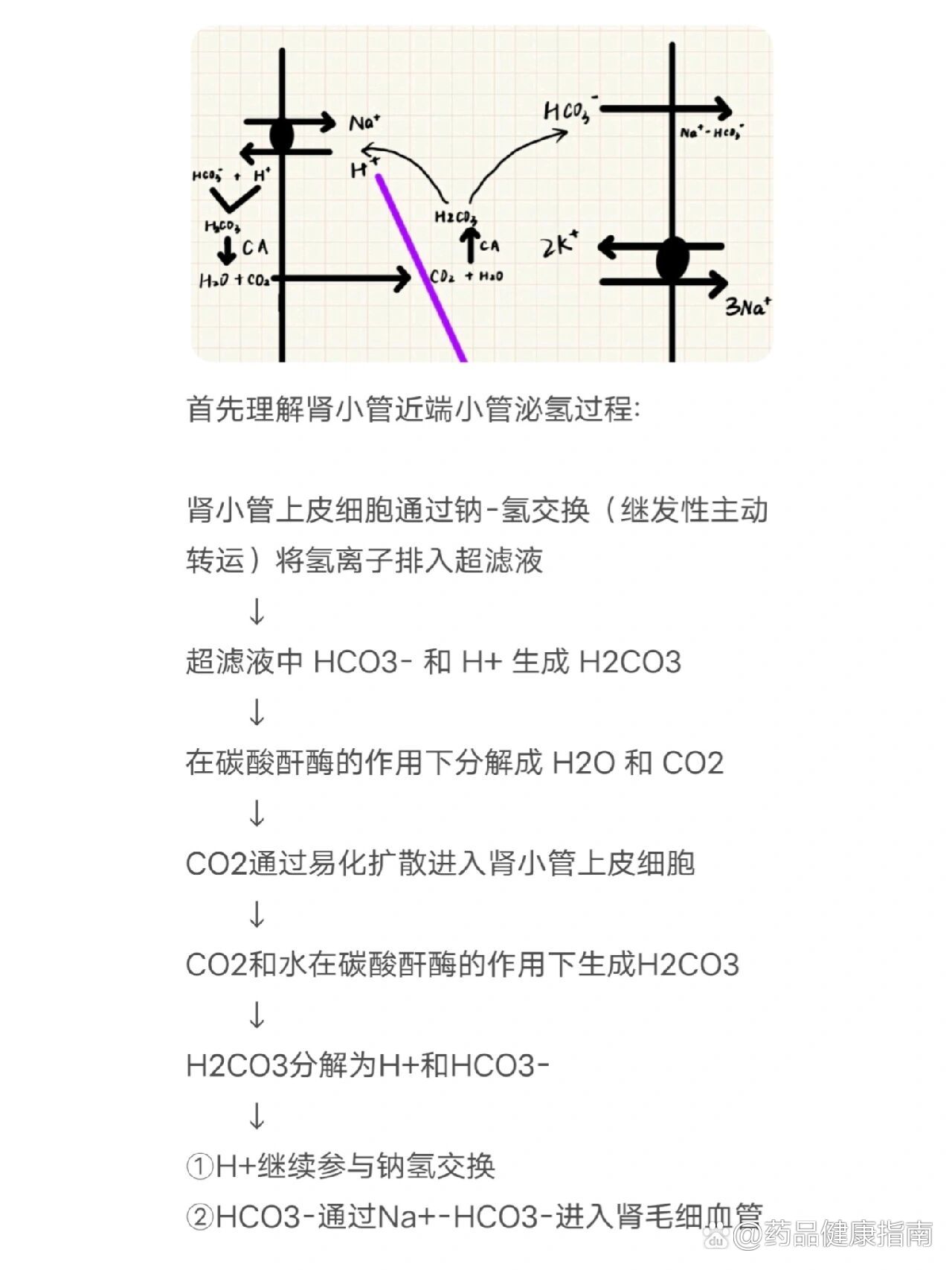 为什么乙酰唑胺可以作利尿剂?