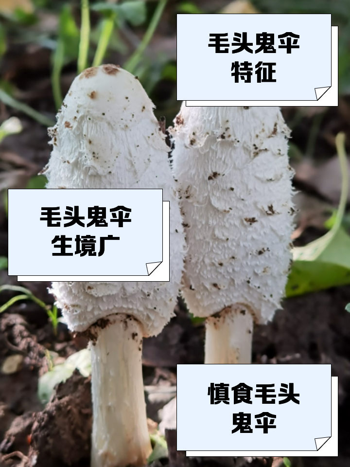 鬼伞蘑菇
