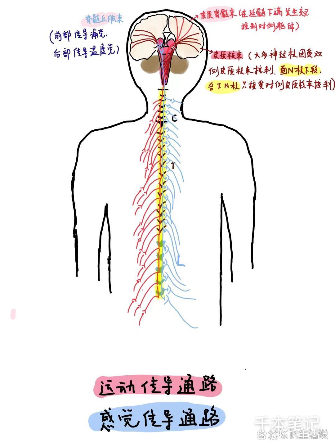 上行纤维束图片