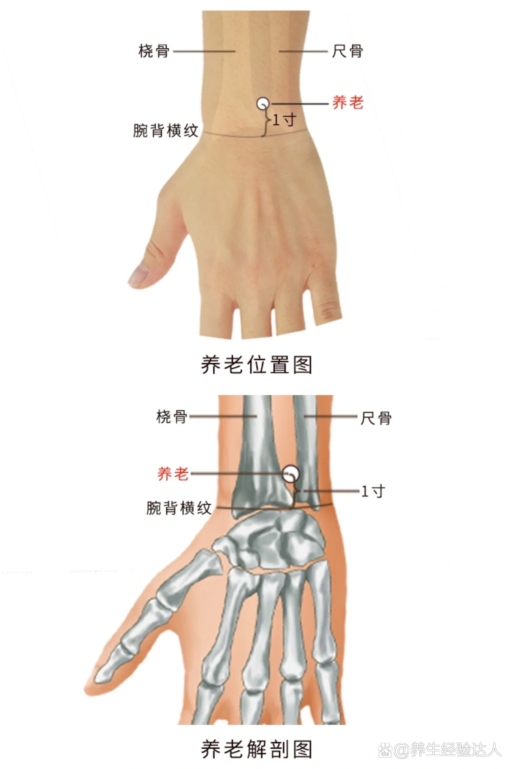 养老准确位置图和作用图片