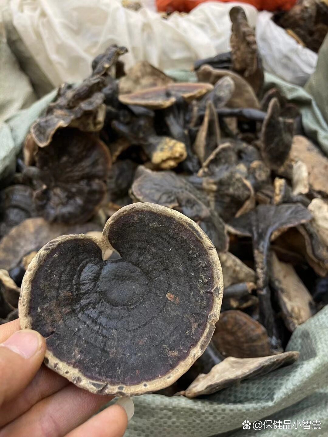 纯野生黑灵芝(又名紫灵芝)推荐6015