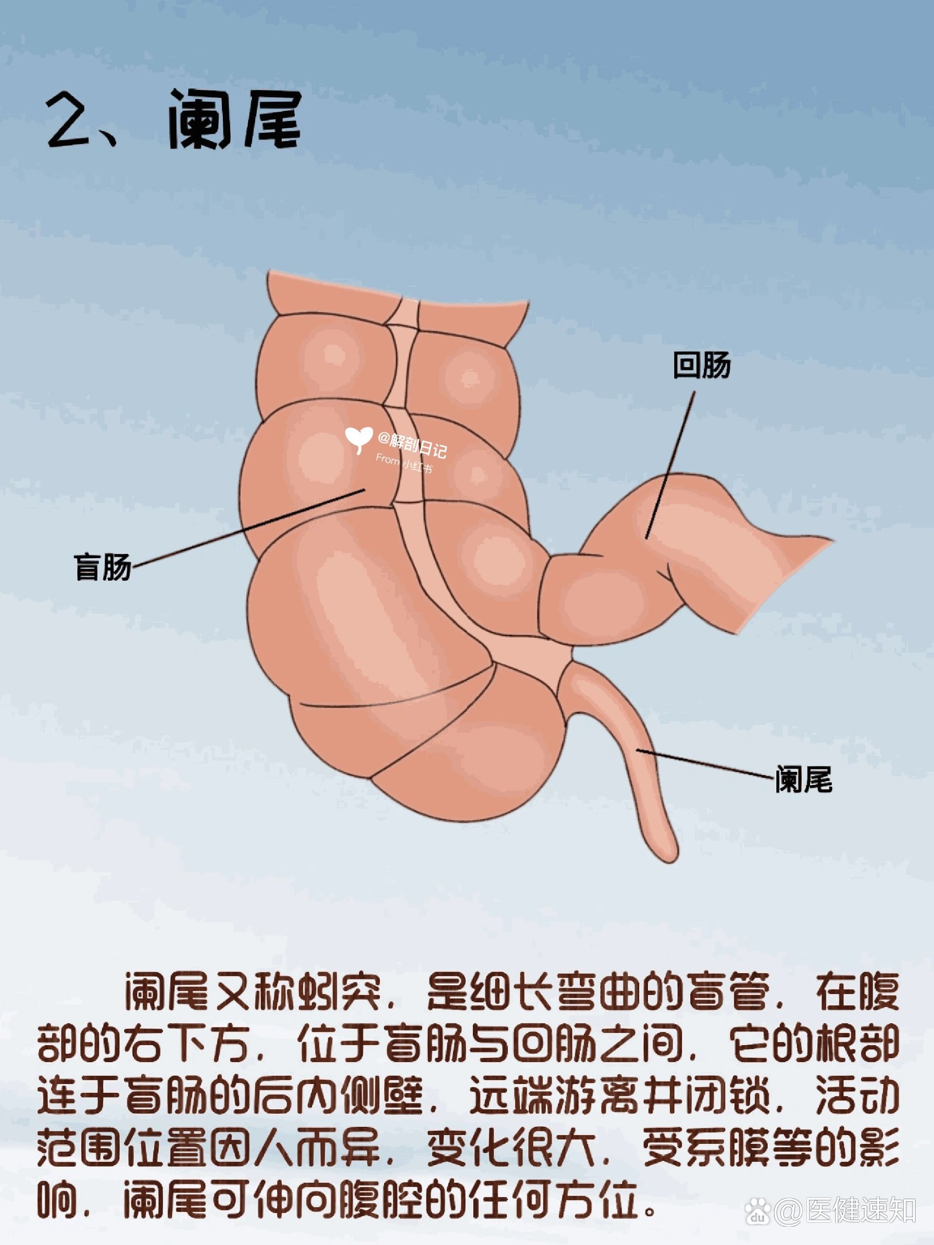 器官解剖之大肠