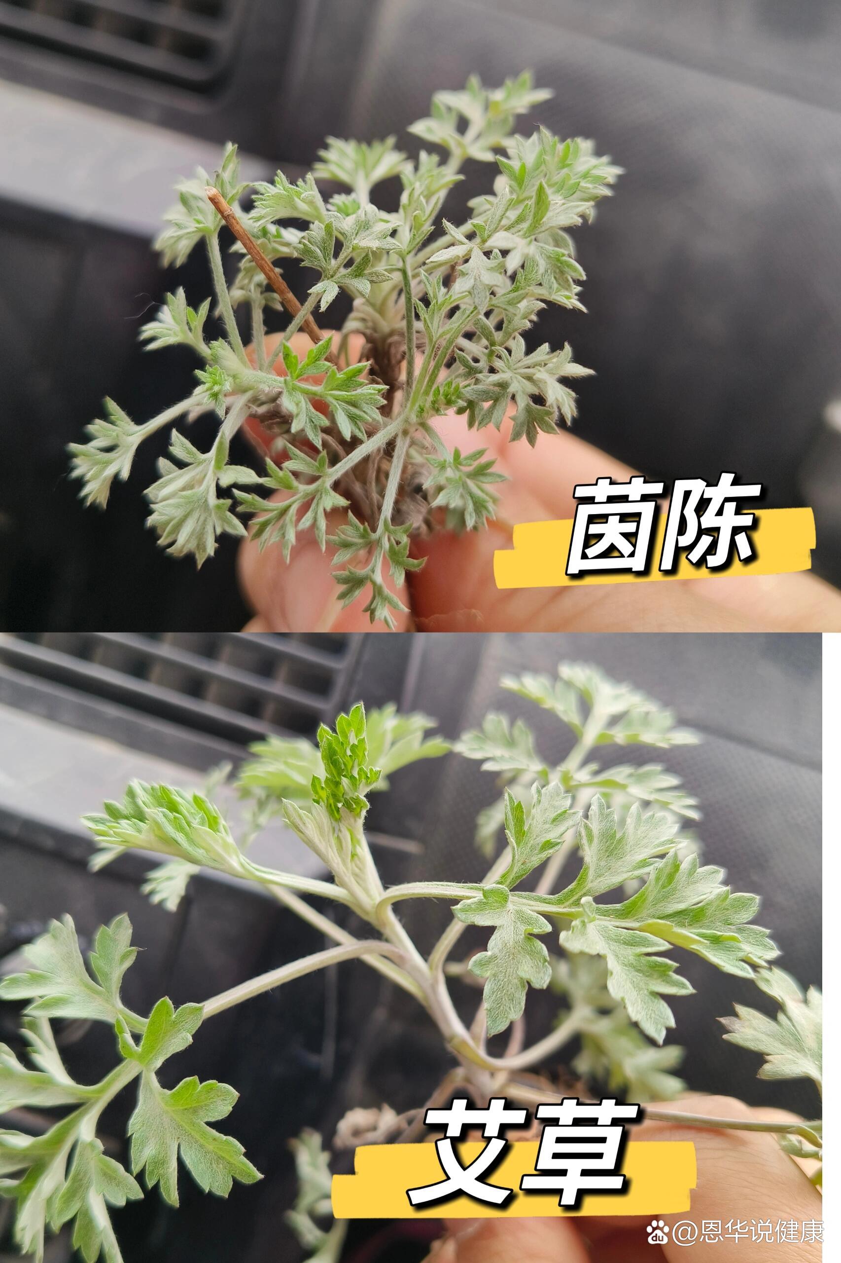 茵陈和艾草怎么分辨