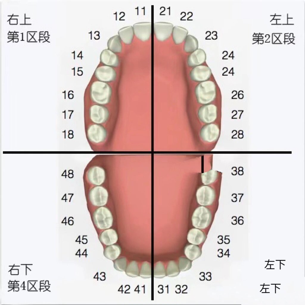 乳牙恒压图片