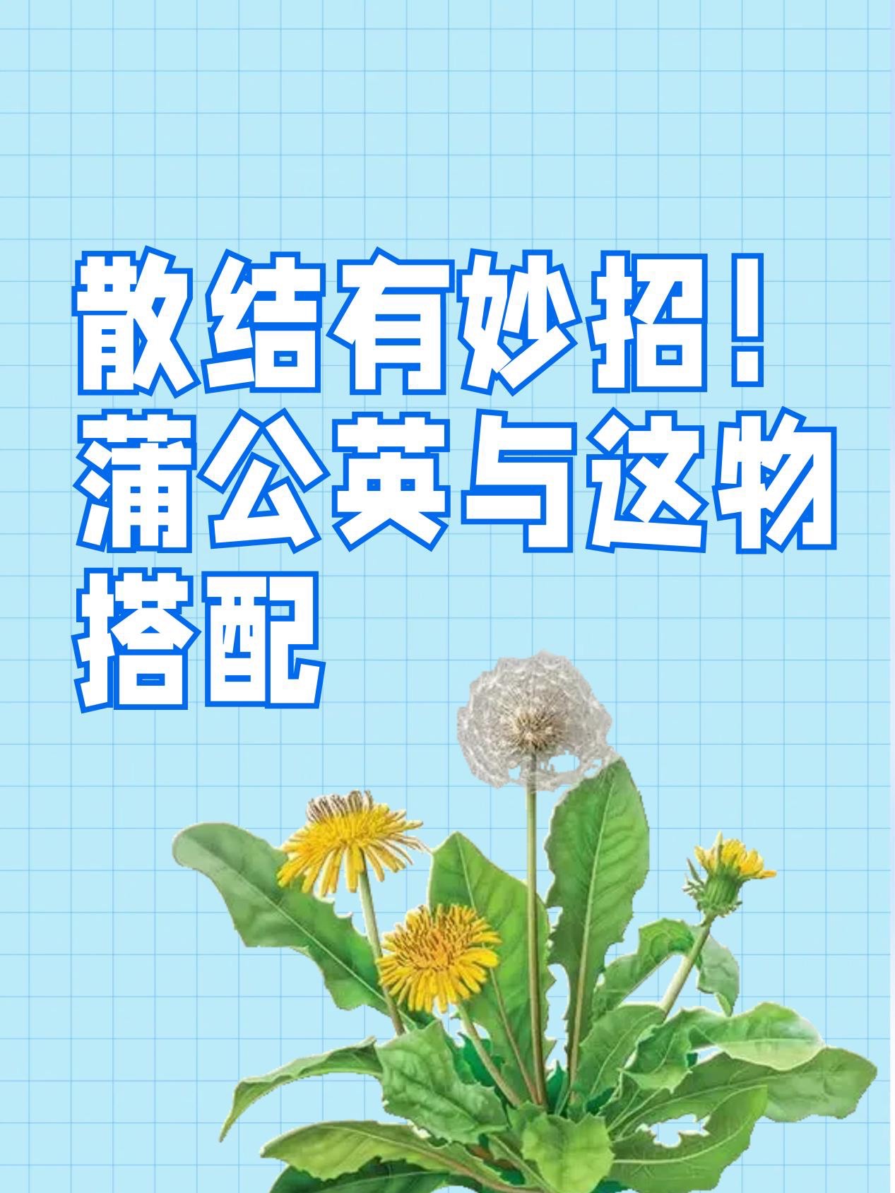 蒲公英搭配大全图片