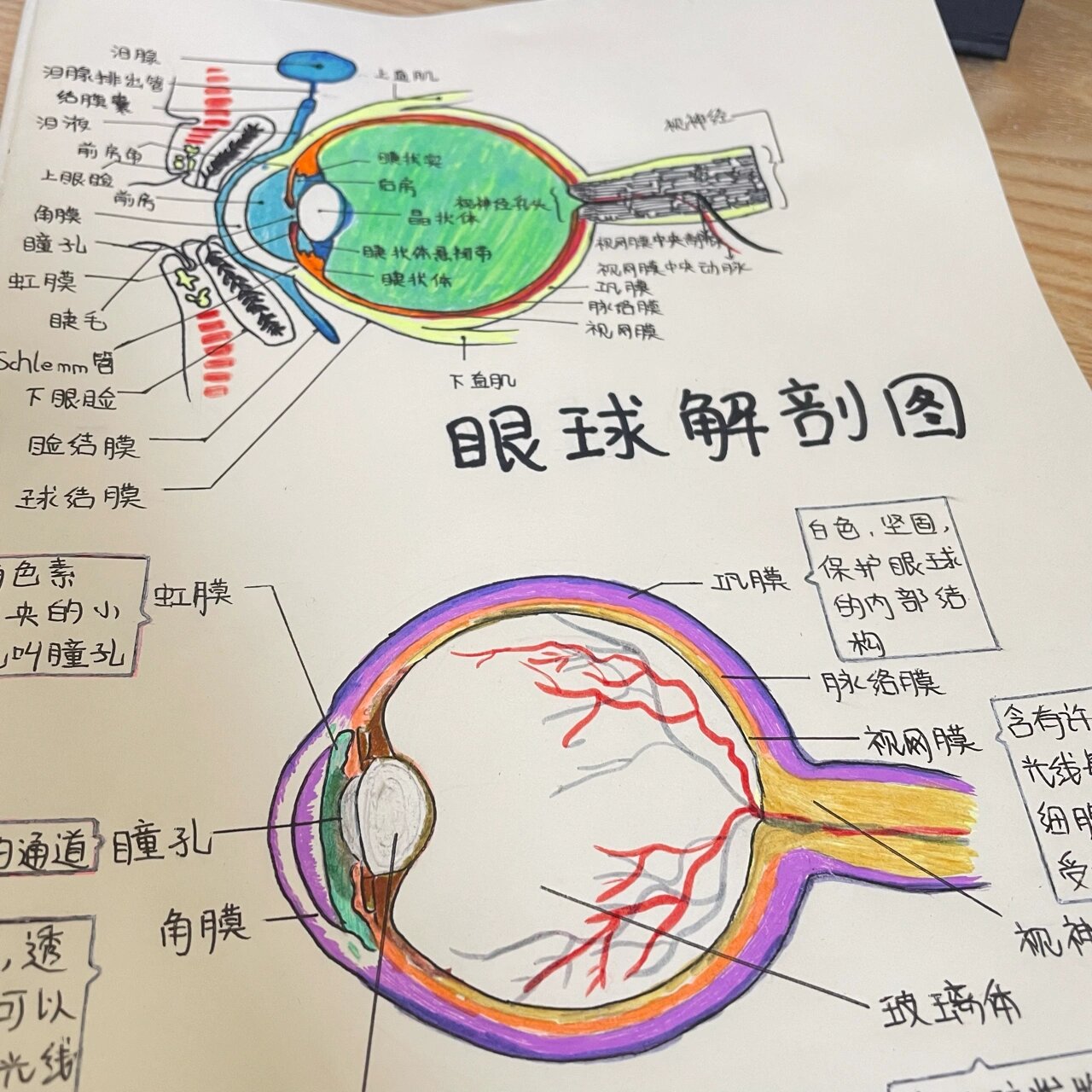 眼球平面图绘画图片