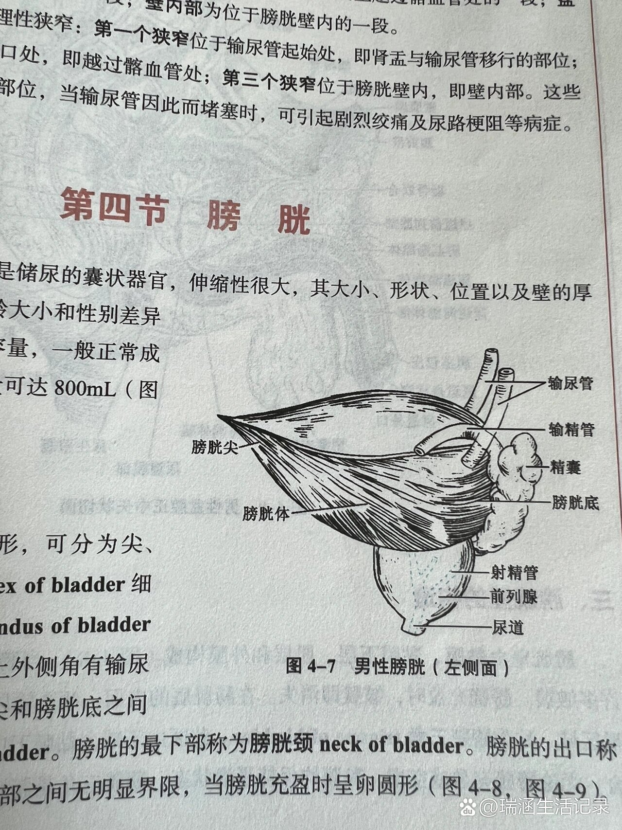 人体解剖学|人体神奇系列笔记之输尿管