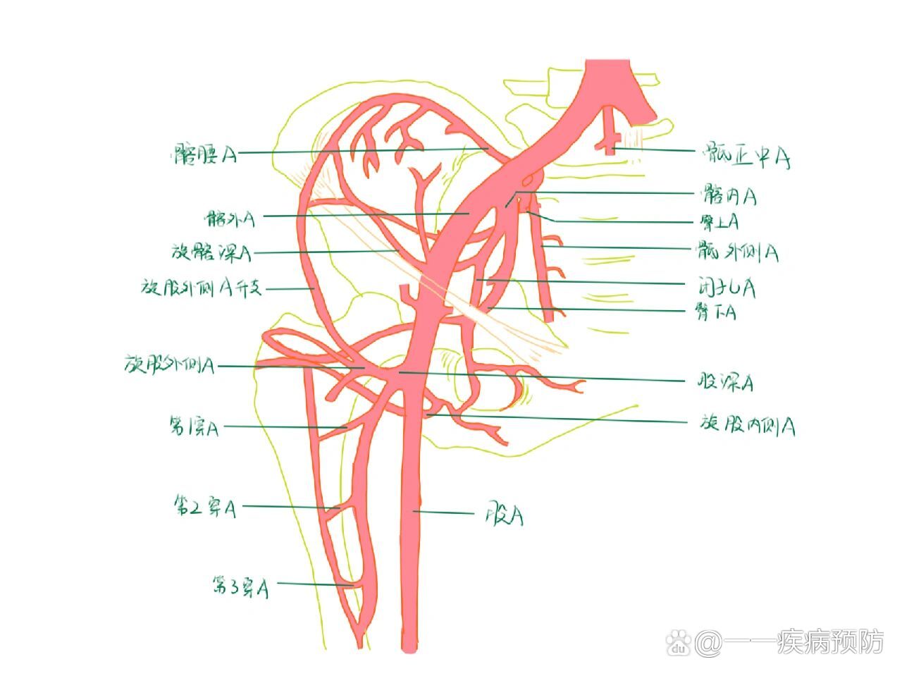 下肢动脉断层解剖图图片