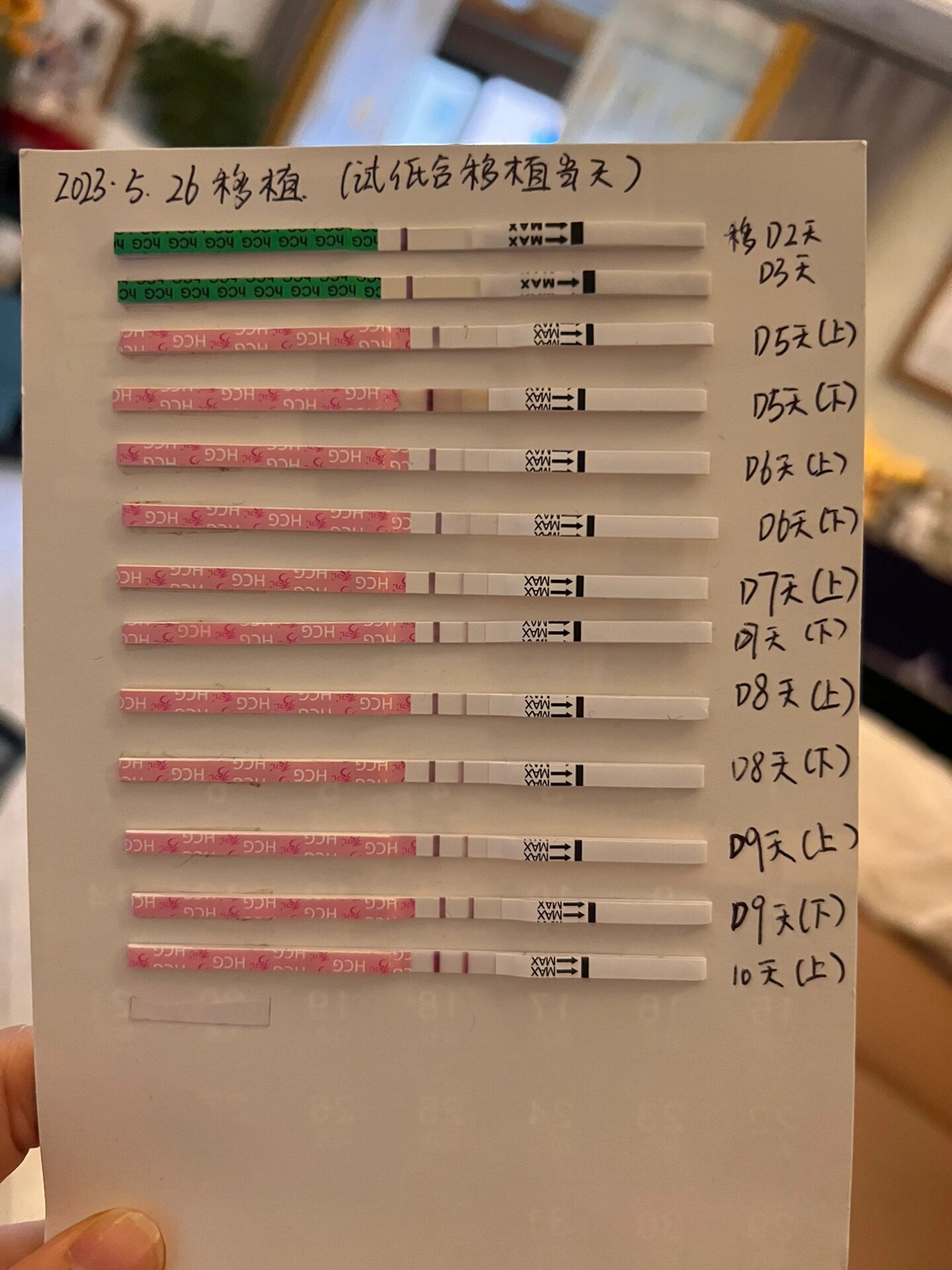 囊胚移植14天试纸图片图片