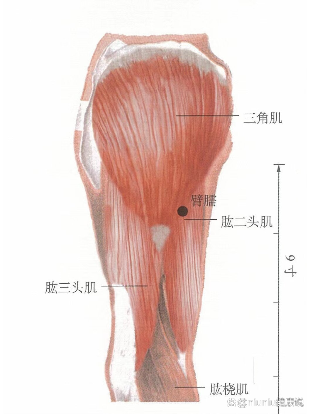 穴位 臂臑