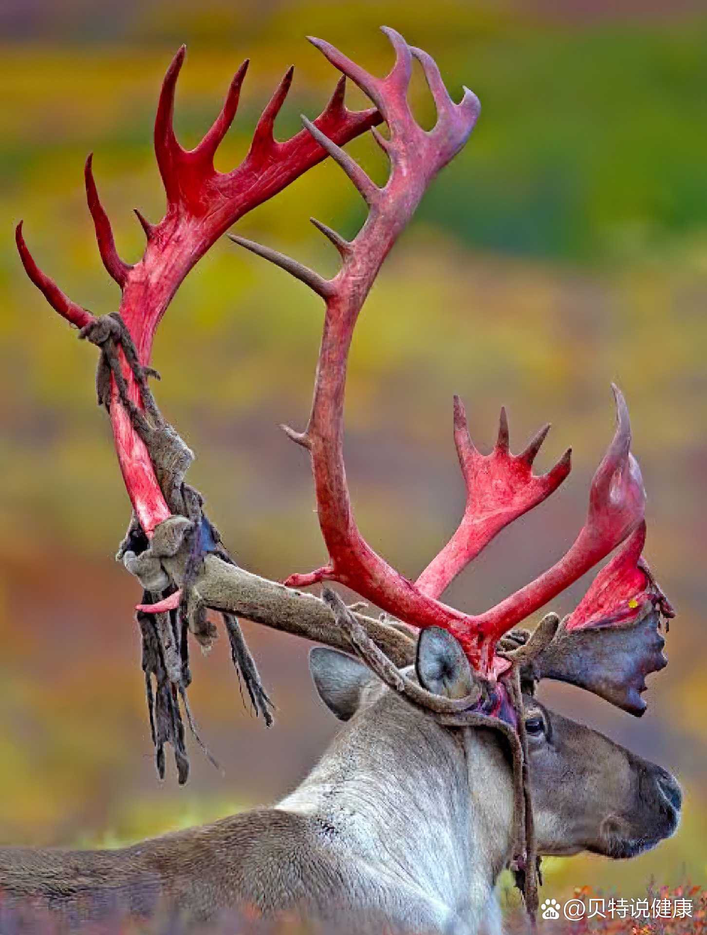 雄性驯鹿鹿角脱落瞬间