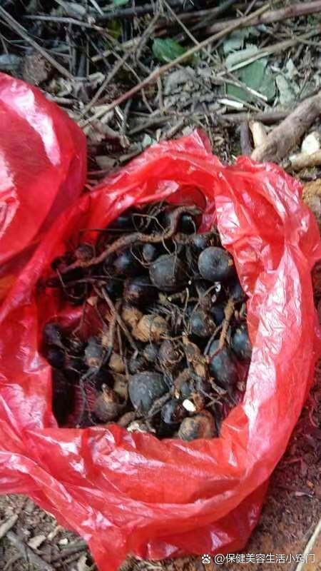 千金难求的罕见药材——乌灵参(雷震子)