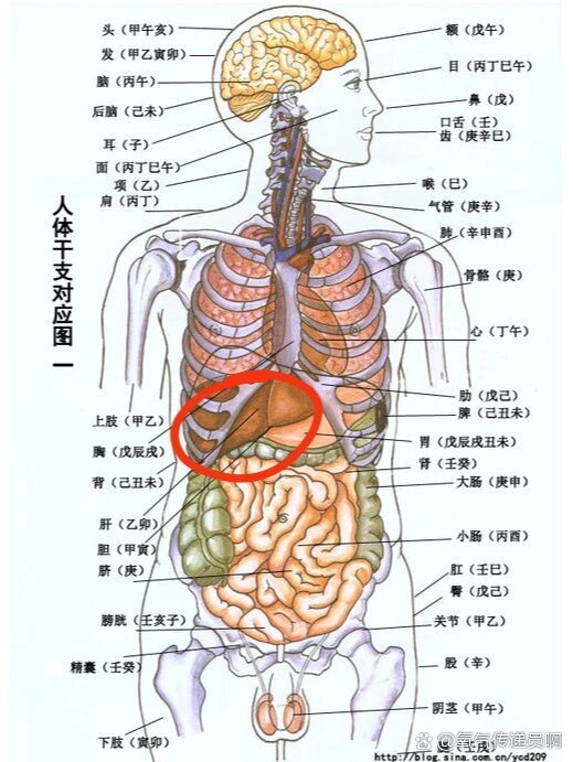 右上腹疼后背疼俩肋发紧图中这个位置里面每天都疼后背俩肋都