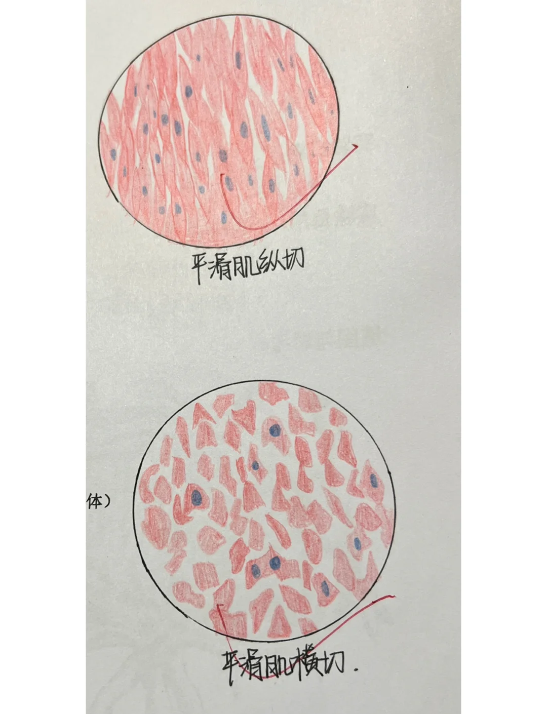 心肌、平滑肌、骨骼肌的横纵切面绘图指南