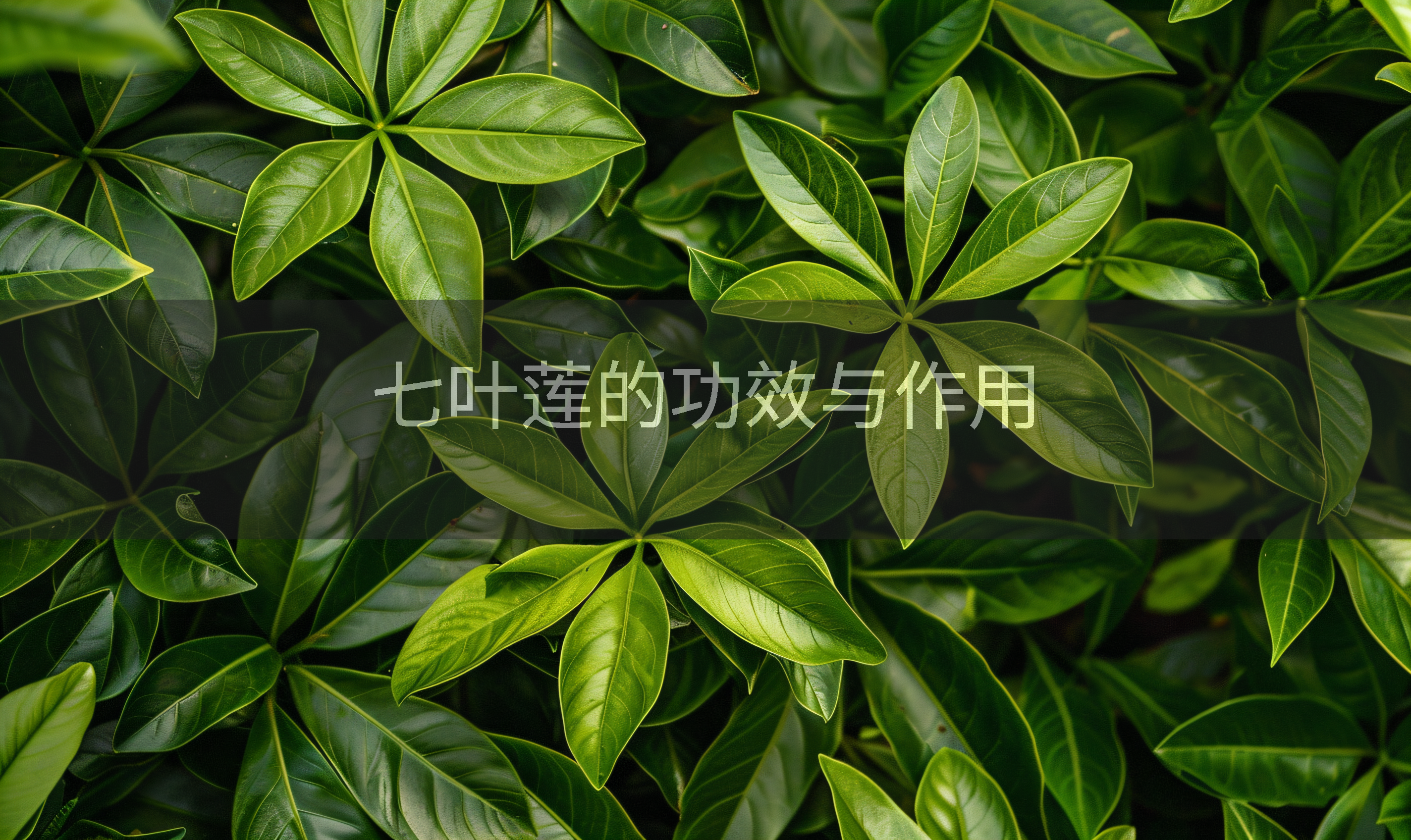七叶莲的功效与作用