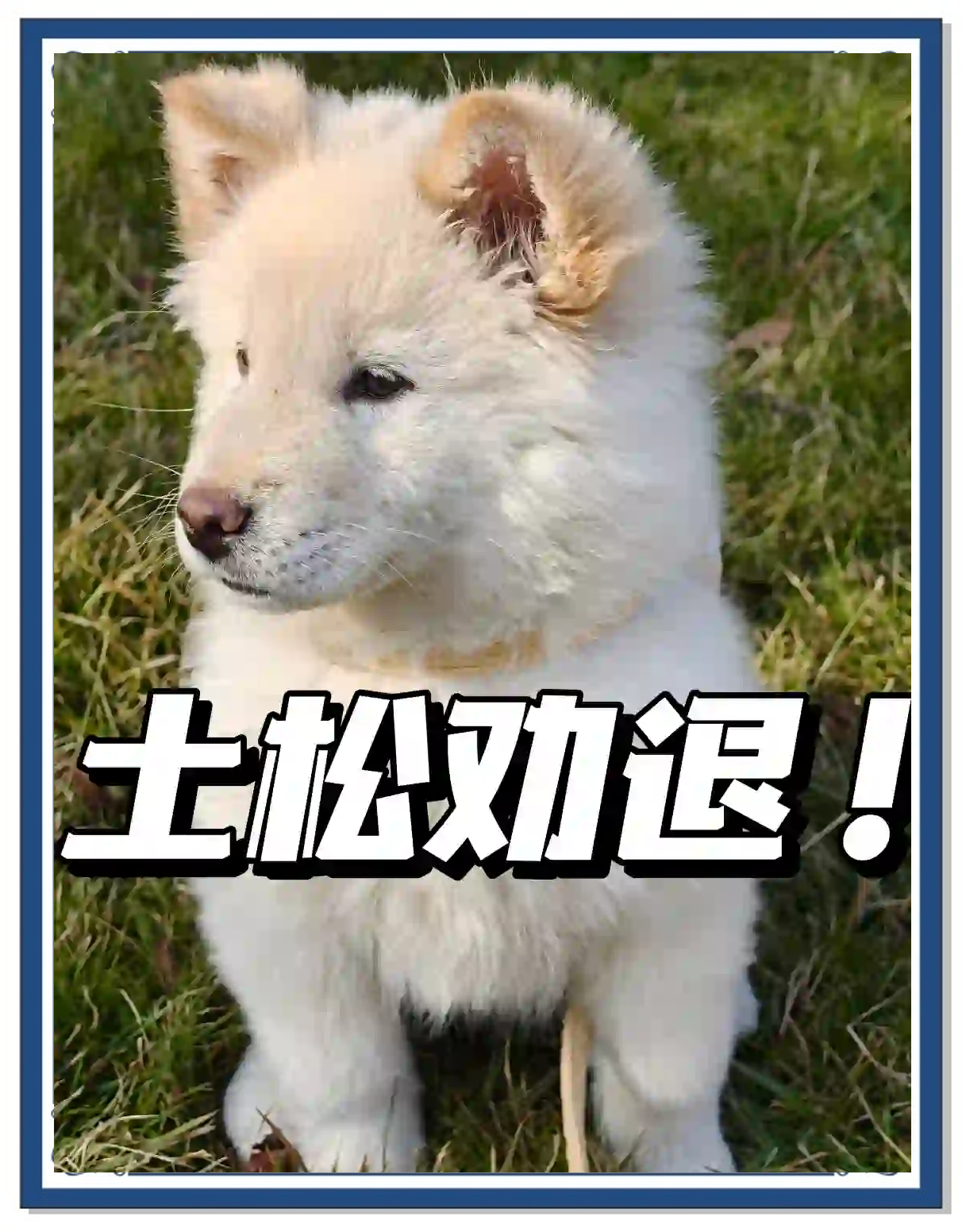 土松犬的7个缺点，你准备好面对了吗？