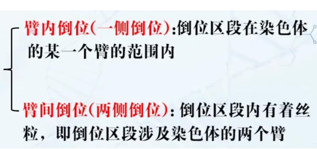 染色体倒位全解析：臂间VS壁内倒位的区别