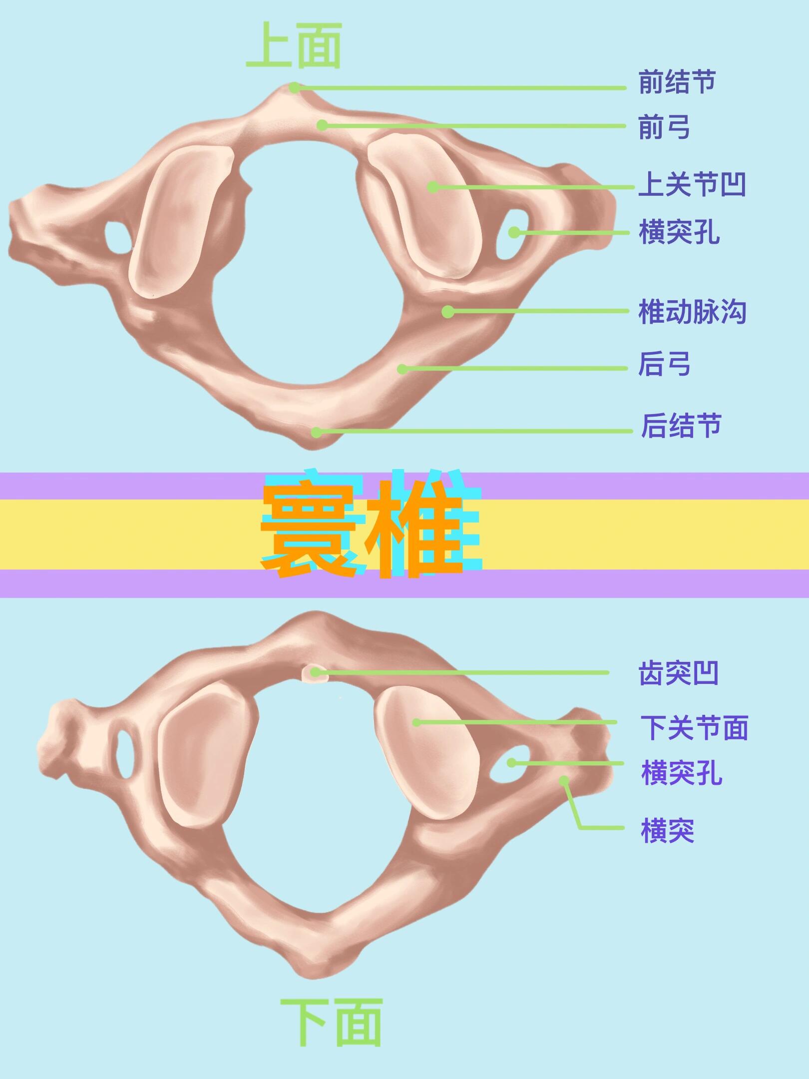 寰枢关节在哪个位置图片