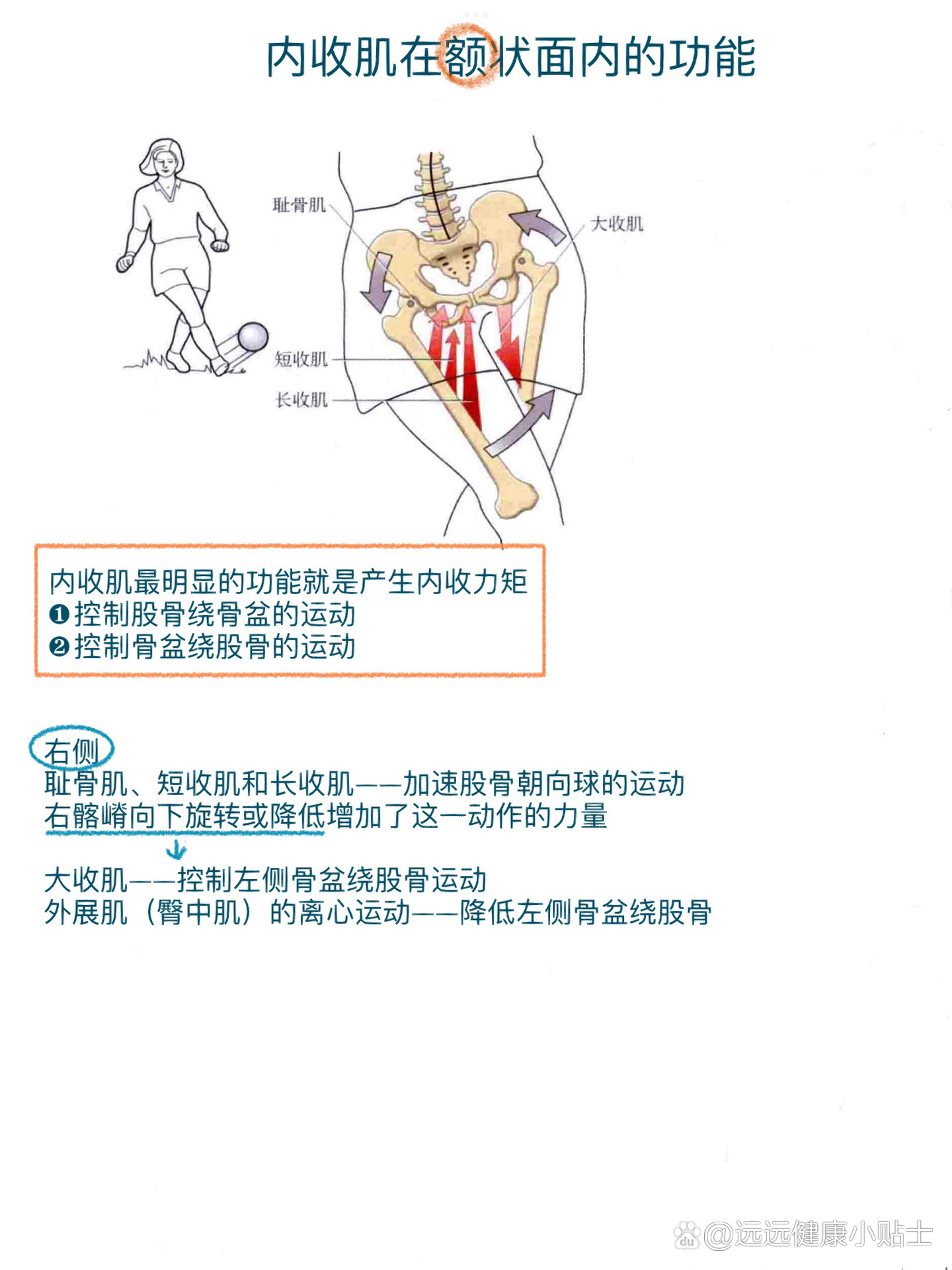 肌肉 髋关节内收肌