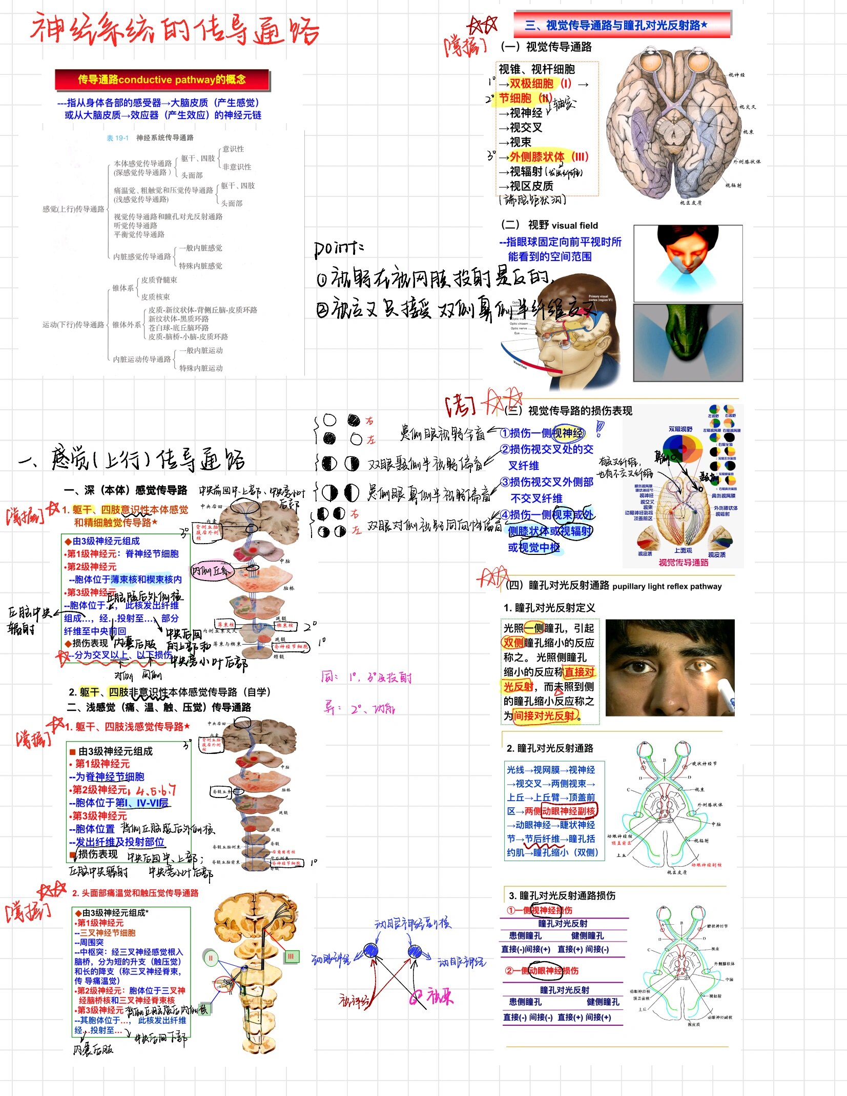 系统解剖学笔记之神经传导通路