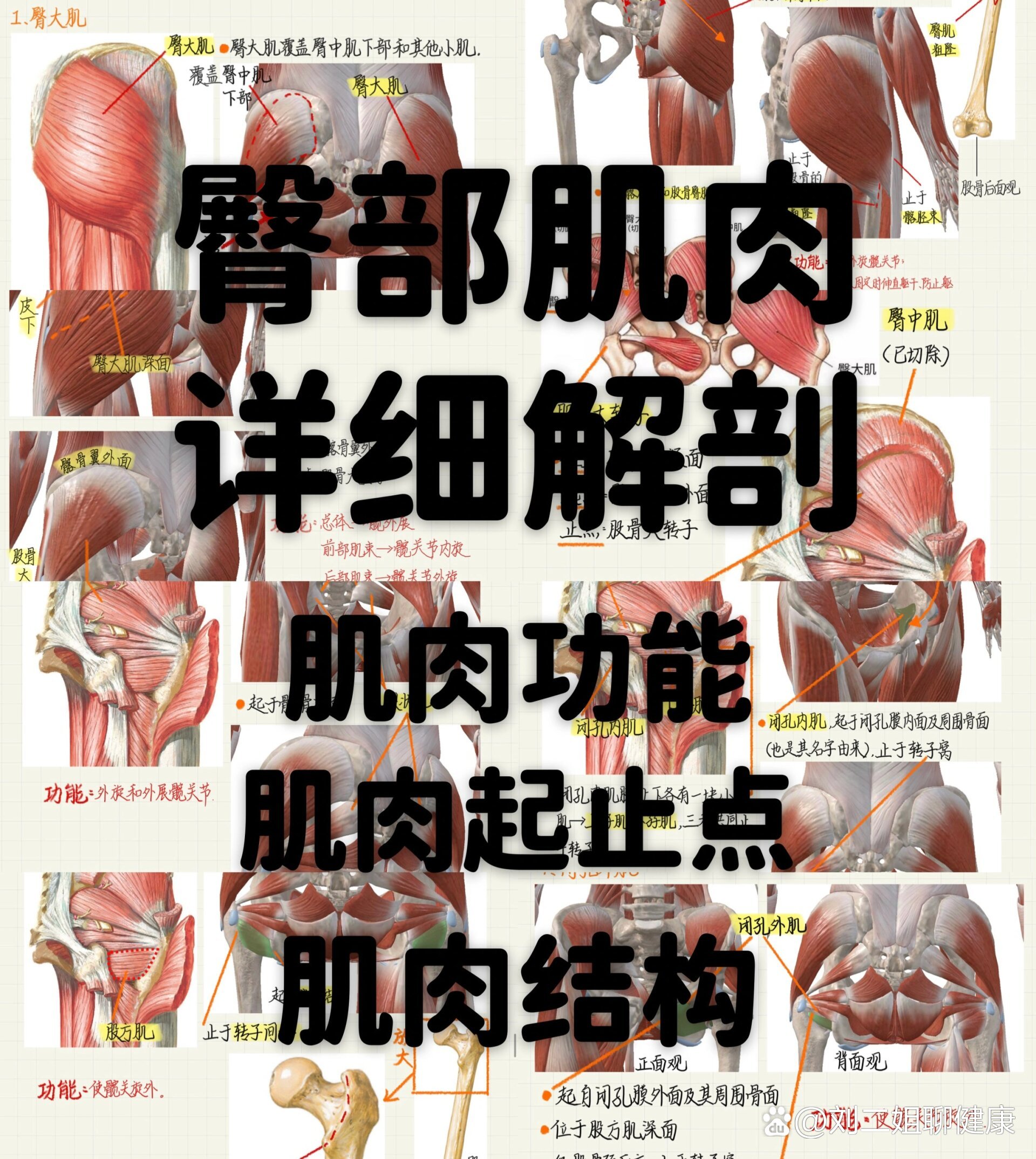 系统解剖学